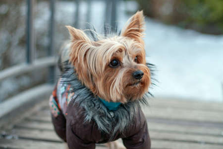 Dog wearing sweater on cold weatherの写真素材