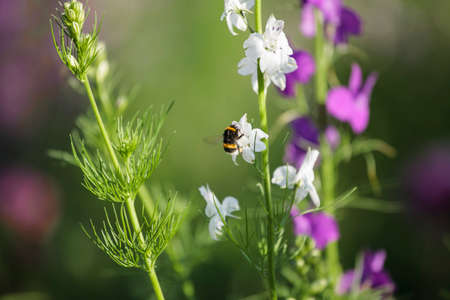 Bee on a flower on a sunny summer dayの写真素材