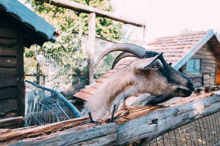 The goat looks through the fence
