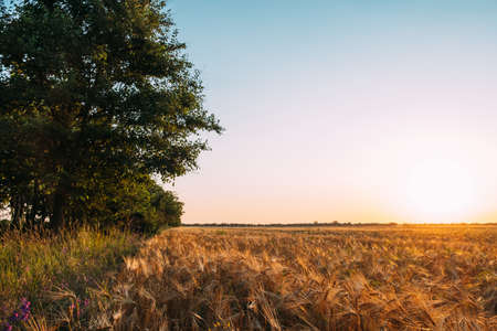 Ripening ears of yellow wheat field at sunset, orange sky.の写真素材
