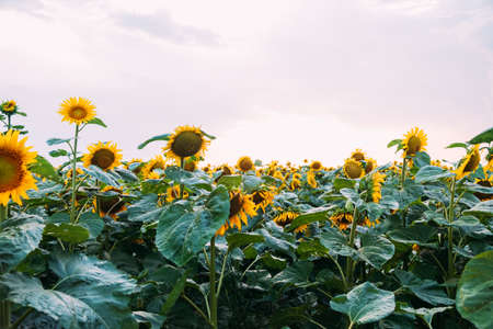 Blooming sunflower field in summer in the evening.の写真素材