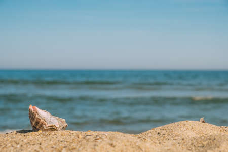 Seashell on the sand against the background of the sea. Close-up