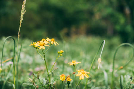 Yellow chamomile flowers between herbs