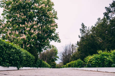 Blooming chestnut tree in the park by the roadの写真素材