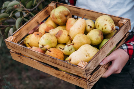 A woman holds a wooden box with ripe pears in her hands.