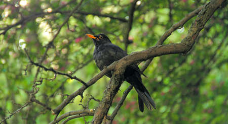 A bird on a branchの写真素材