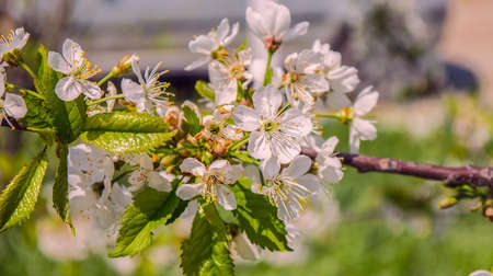 Branch of a tree that blooms enchantingly