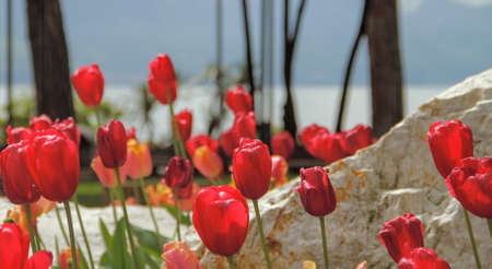 Tulips and stone near the lakeの写真素材