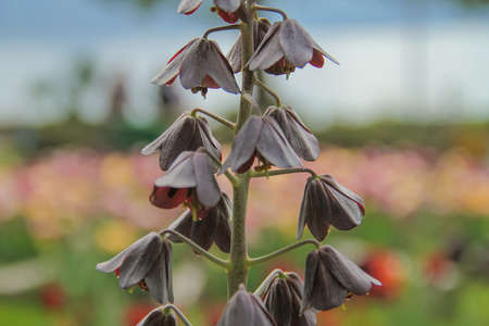 Unusual flower in a park near the lakeの写真素材