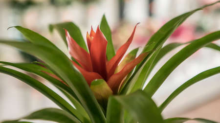 Red flower growing in the homeの写真素材