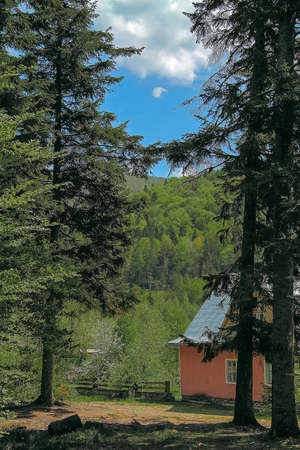 Small house in the woods under the tall pinesの写真素材