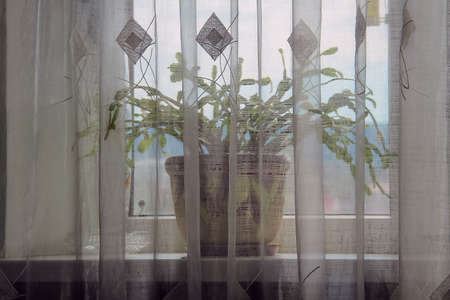 Flower on a window sill behind the curtainの写真素材