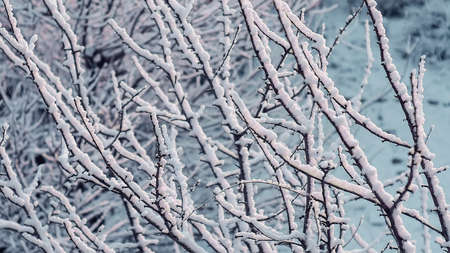 Snow-covered tree branches winter morningの写真素材