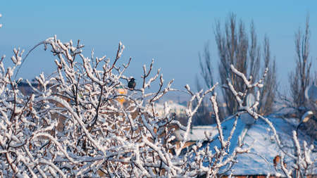 Birds sitting on a snow-covered treeの写真素材