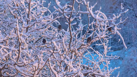 Birds sitting on a snow-covered branchesの写真素材