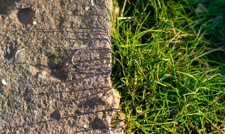 Grass grows near the stone on the roadの写真素材