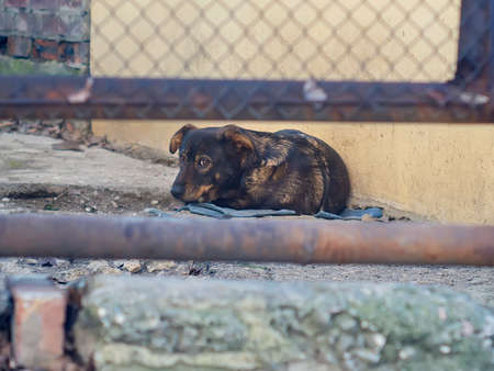Dog lay down on the ground and waiting for someoneの写真素材