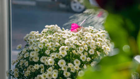 Butterfly on a beautiful bouquet of daisies