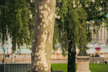 Interesting tree trunk in the city park in Geneveの写真素材