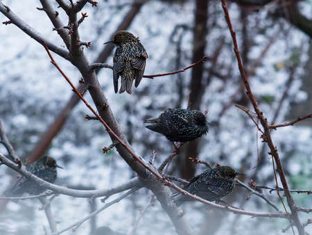 Starlings sitting on a tree branch