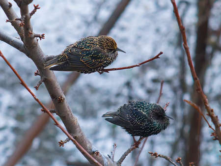 Two starlings on branch of treeの写真素材