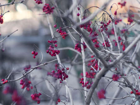 Interesting unusual plant in the gardenの写真素材
