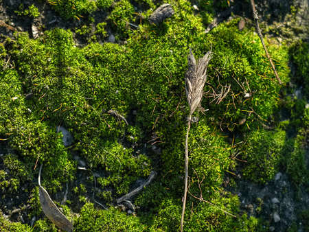 Beautiful green grass begins to growの写真素材