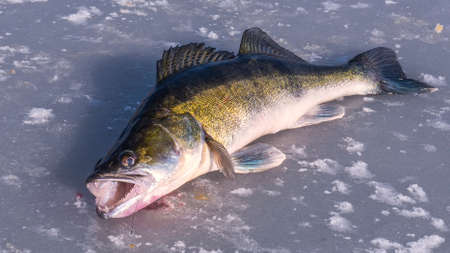 The huge fish - big pike-perch on the iceの写真素材
