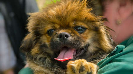 The cute funny little Pekingese showing tongueの写真素材