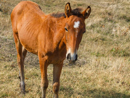 The beautiful horse on the summer field