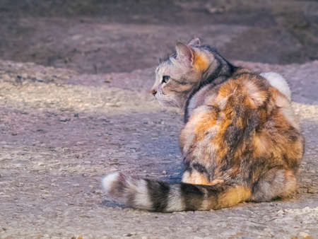 Really beautiful cute fluffy cat looking somewhereの写真素材