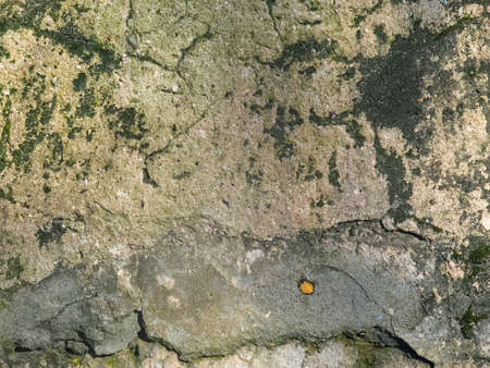 The texture of the old wall with fungusの写真素材