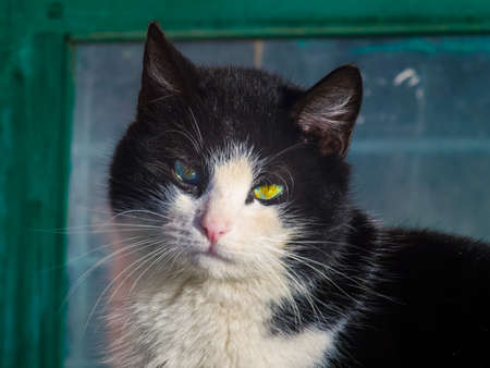 The beautiful cat looking straight at the cameraの写真素材