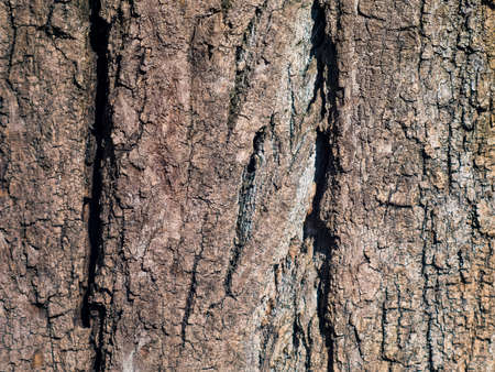 The texture of a huge tree bark