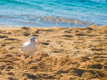 The cute seagull on the beach near the seaの写真素材