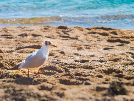 The nice seagull on the beach near the seaの写真素材