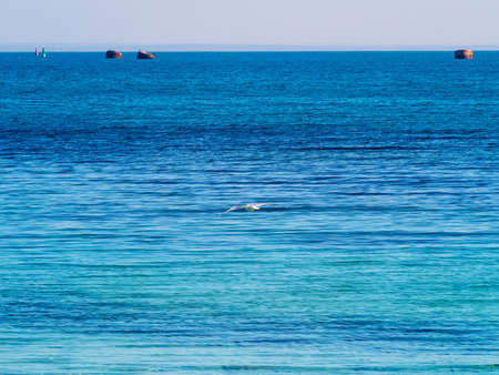 The seagull flying over the sea and buoysの写真素材