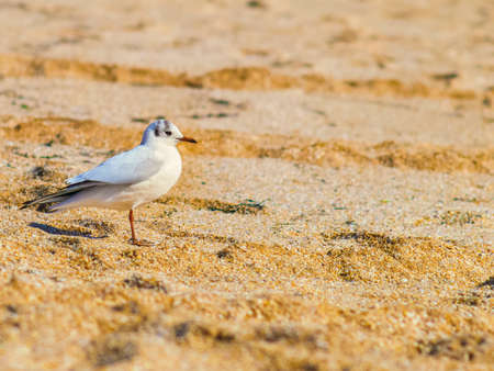 The beautiful seagull the beach near the seaの写真素材