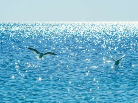Two seagulls flying over the shining seaの写真素材
