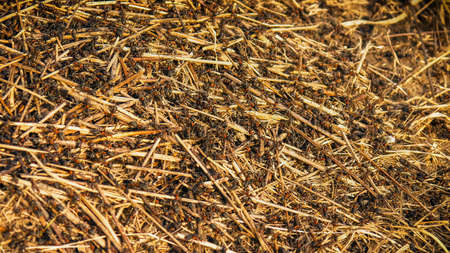 A huge anthill with big ants closeupの写真素材