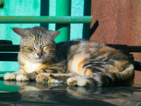The lovely cat sleep on the roof of a carの写真素材