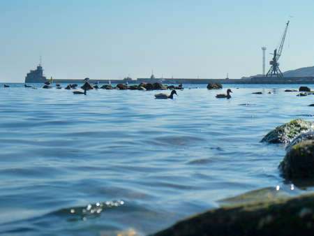 Cute ducks, seagulls on the Black sea