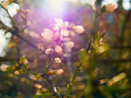 The beautifully blooming cherry tree branch with flowers
