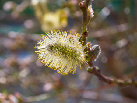 Beautifully blooming tree branches with interesting flowers