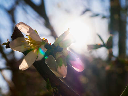 Nice sun glare through the flowers on the tree