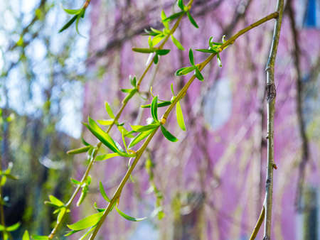 The green and blooming beautiful branch of willowの写真素材