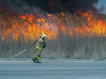 The firefighter drags to the fire a heavy hoseの写真素材
