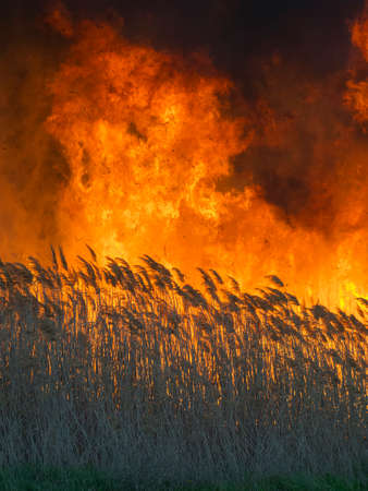 A huge and terrible fire in the fieldの写真素材