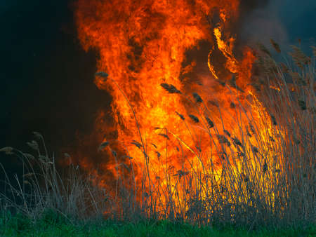 The massive fire with tongues of flameの写真素材