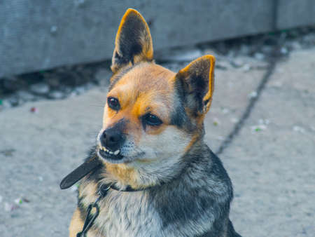 Playful cute domestic dog with big teethの写真素材